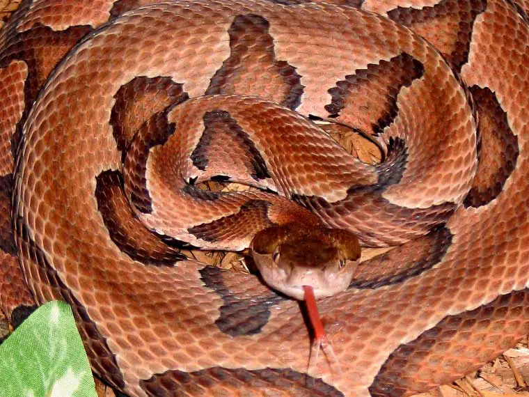 copperhead snake