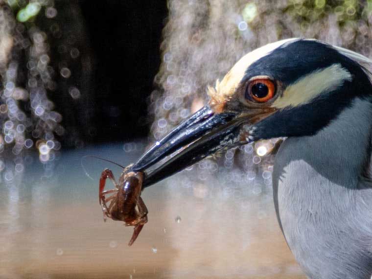 heron and crawfish