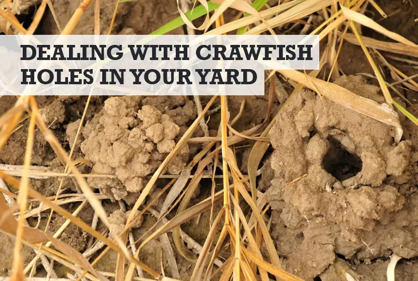 crawfish holes in yard