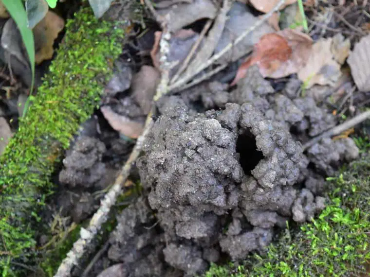 crawfish mound