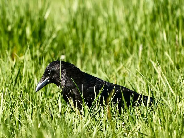 crow pecking at lawn