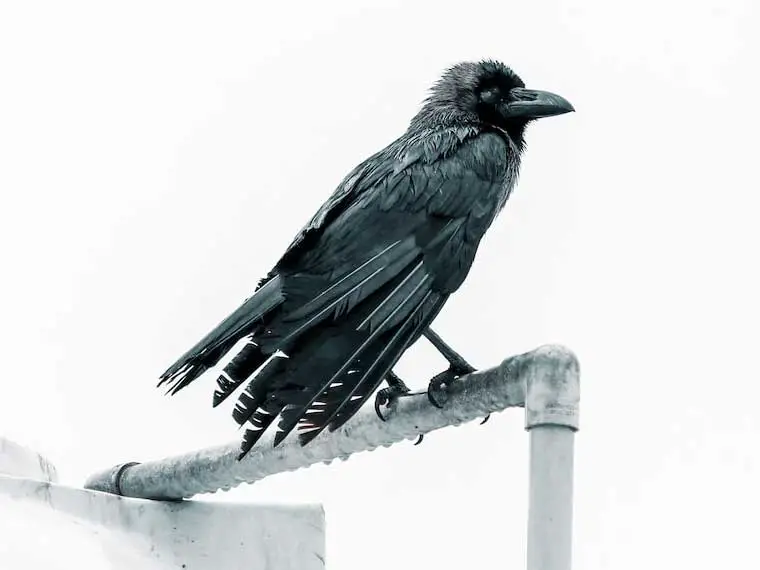 what to feed crow in winter