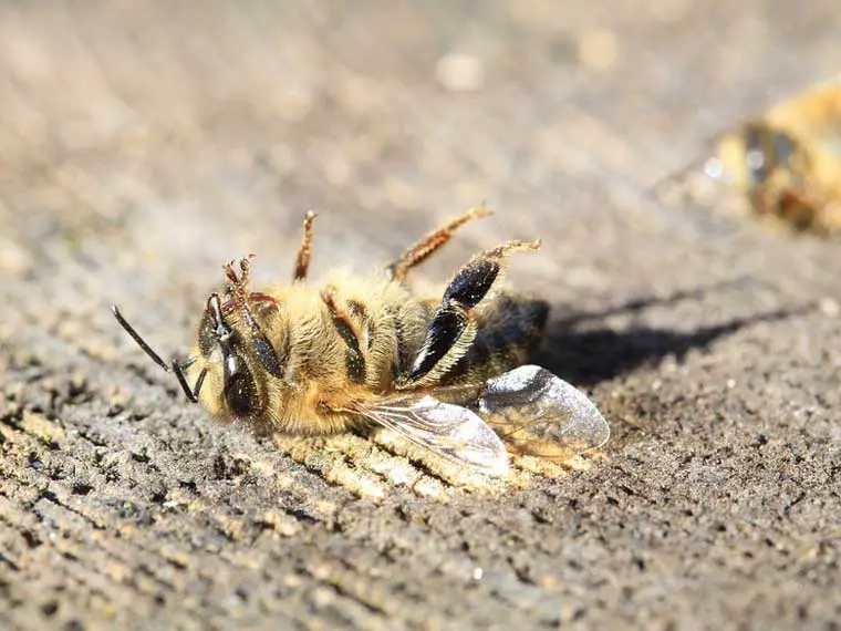 finding dead bees in garden