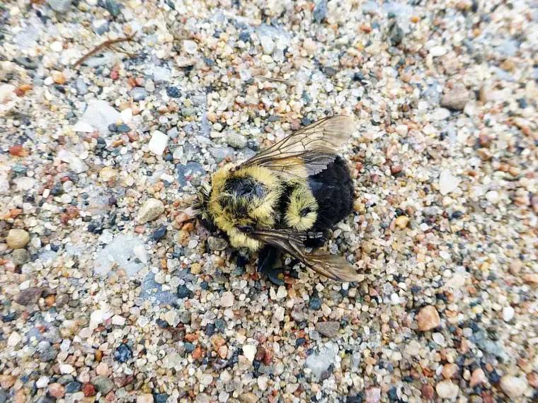 dead bee on patio
