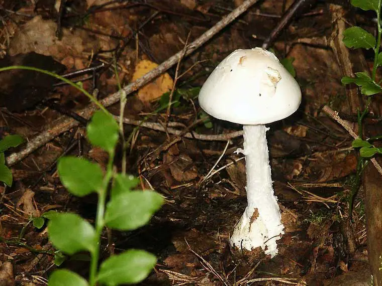 deadly mushroom