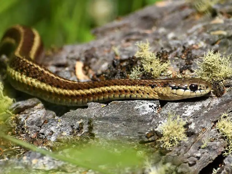 garter snake