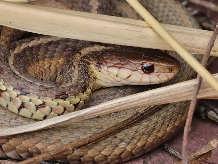 do garter snakes dig holes in the ground