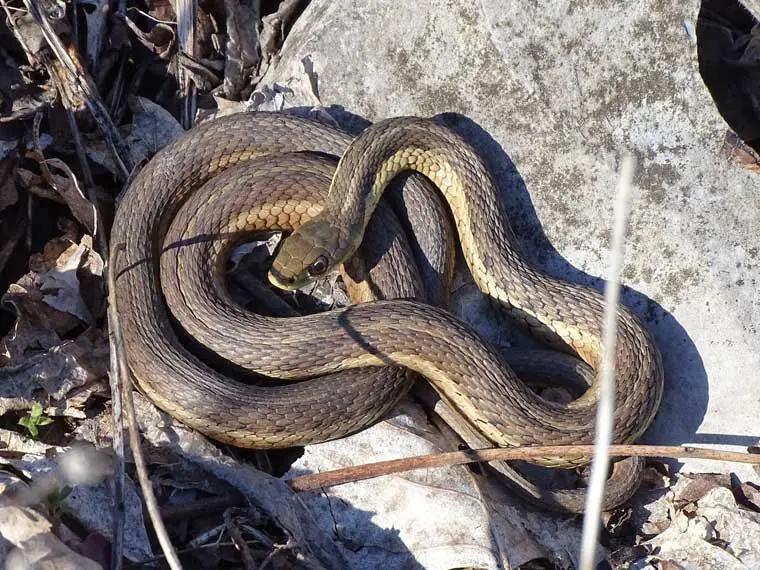 do garter snakes live in holes