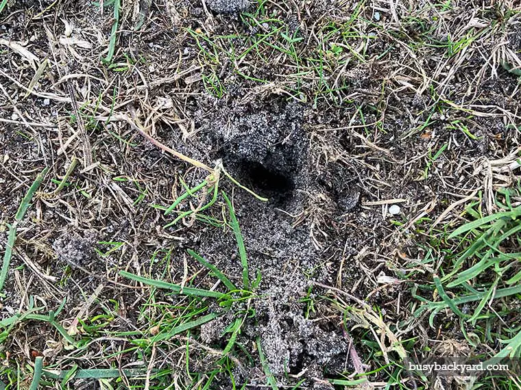 Holes in Yard, No Mounds: Why Small Random Holes? (Answer)