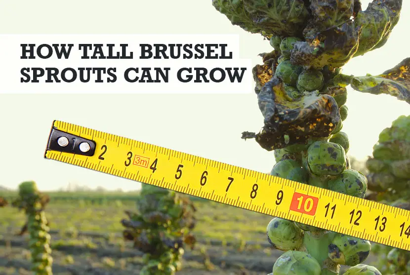 How Tall Do Brussel Sprouts Grow