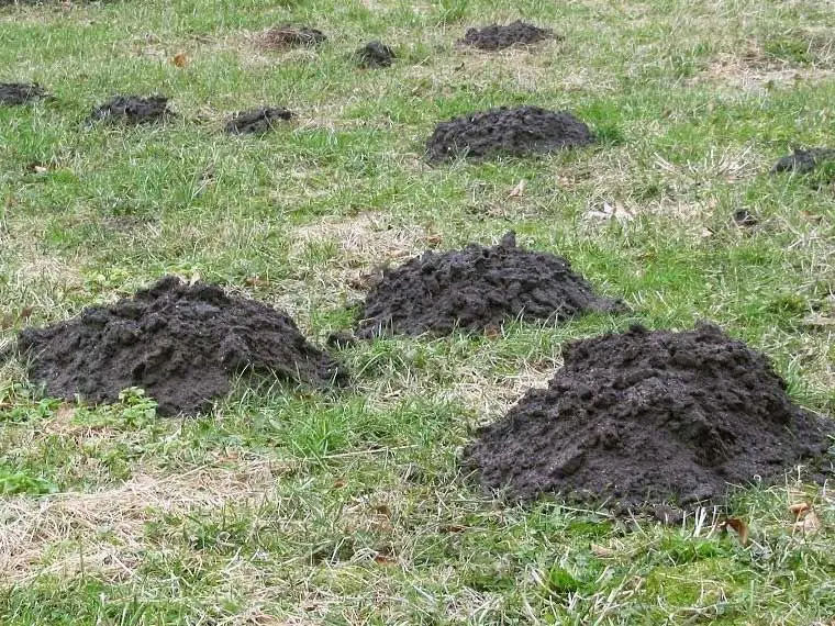 mole holes