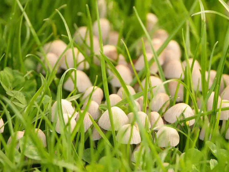 mushrooms grow in yard