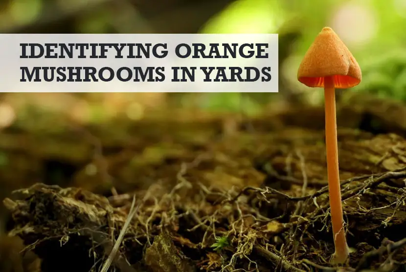 orange mushroom identification