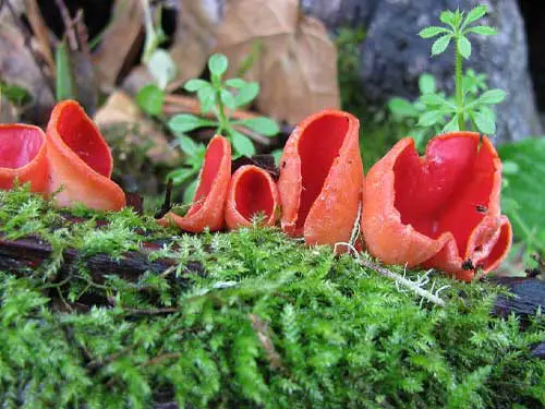 scarlet orange elf cap mushroom
