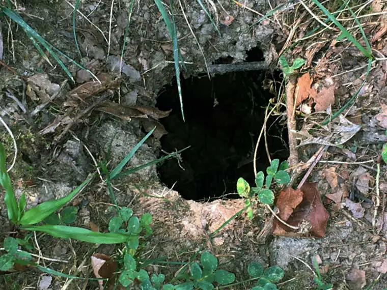 vole hole