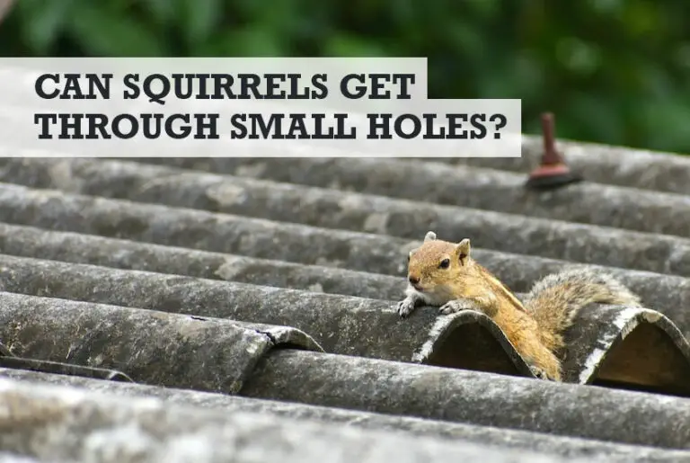 Can Squirrels Get Through Small Holes? (How Tight a Squeeze)