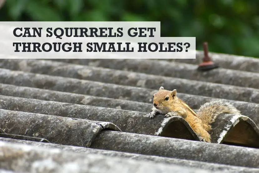 Can Squirrels Get Through Small Holes