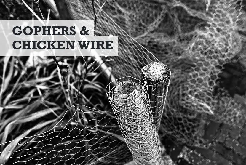 Can gophers chew through chicken wire