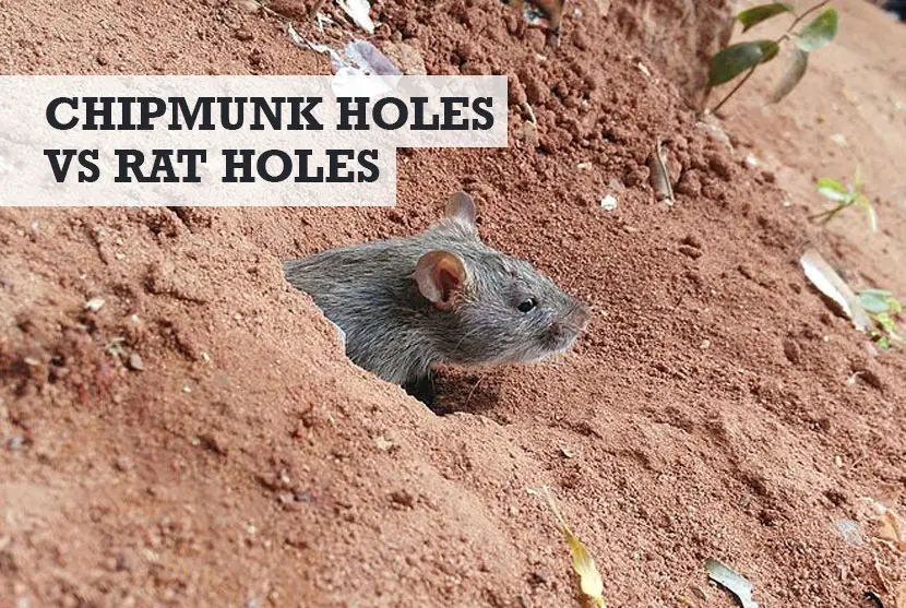 Chipmunk Holes vs Rat Holes