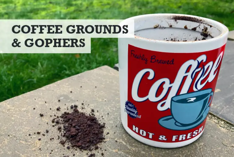 Do Coffee Grounds Repel Gophers? (We Tested the Theory)