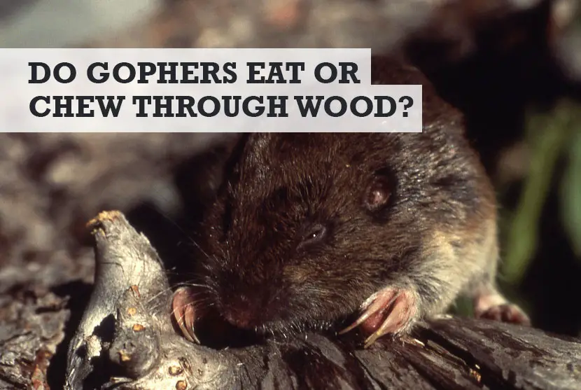 Do Gophers Eat Wood