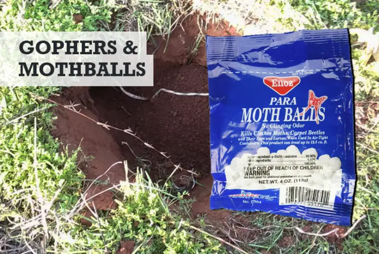 Do Mothballs Keep Gophers Away? (Why I Don't Recommend)