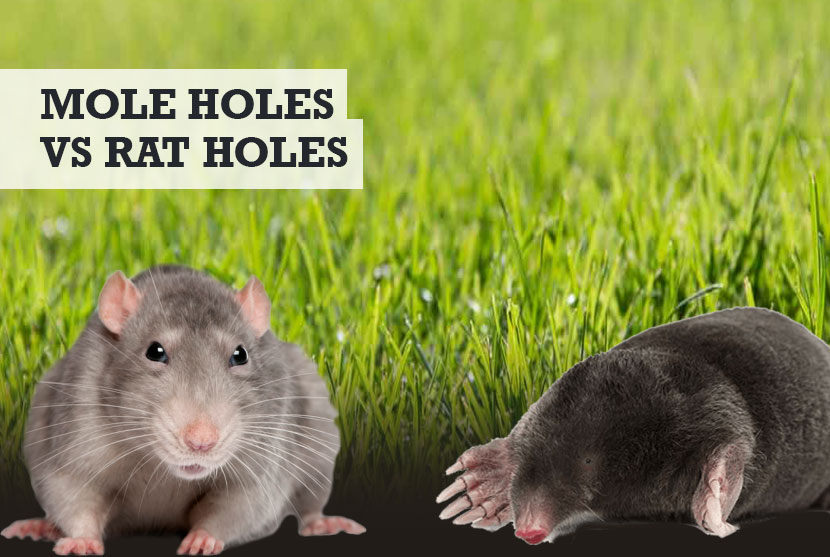 Mole Holes Vs Rat Holes Differences In Burrows Tunnels