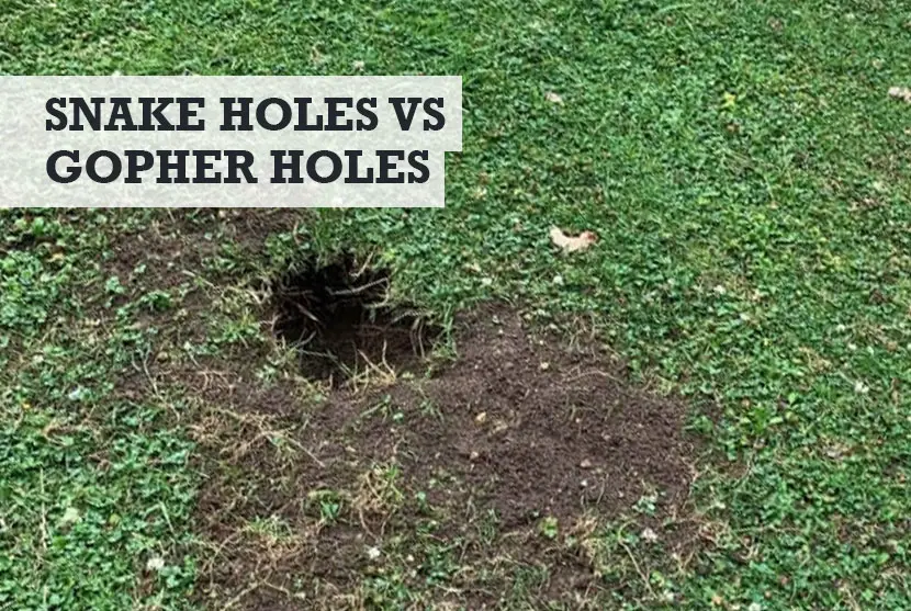 Snake Holes vs Gopher Holes