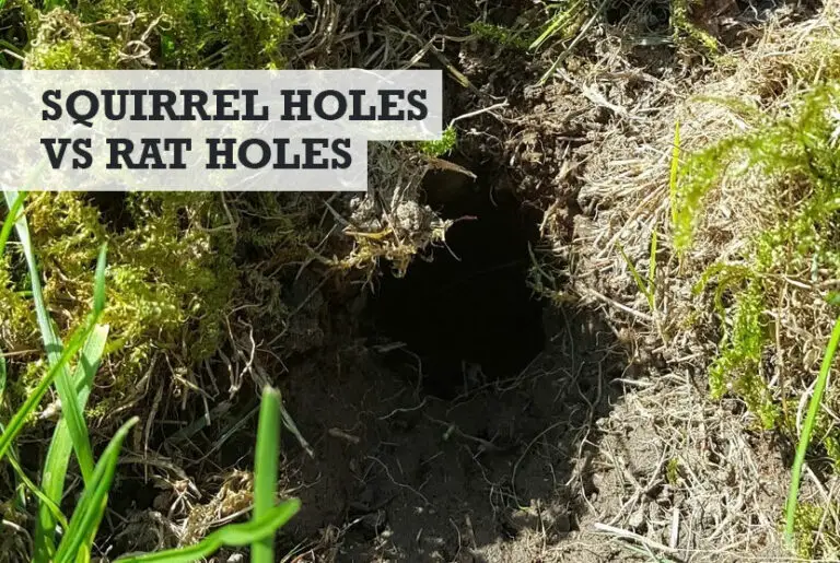 Squirrel Holes vs Rat Holes (How to Tell the Difference)