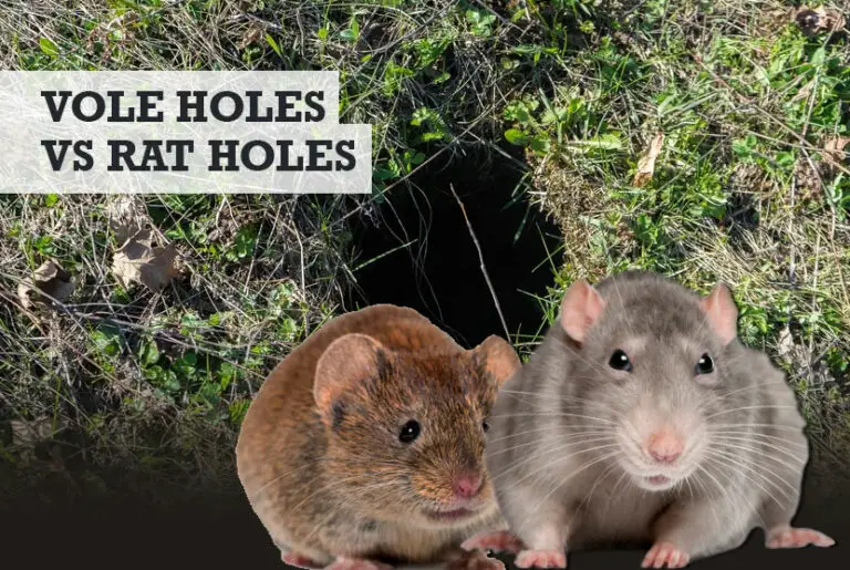 Vole vs Rat Holes: What the Differences Are (w/ Photos)