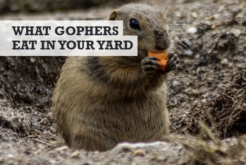 What Do Gophers Eat in Your Yard