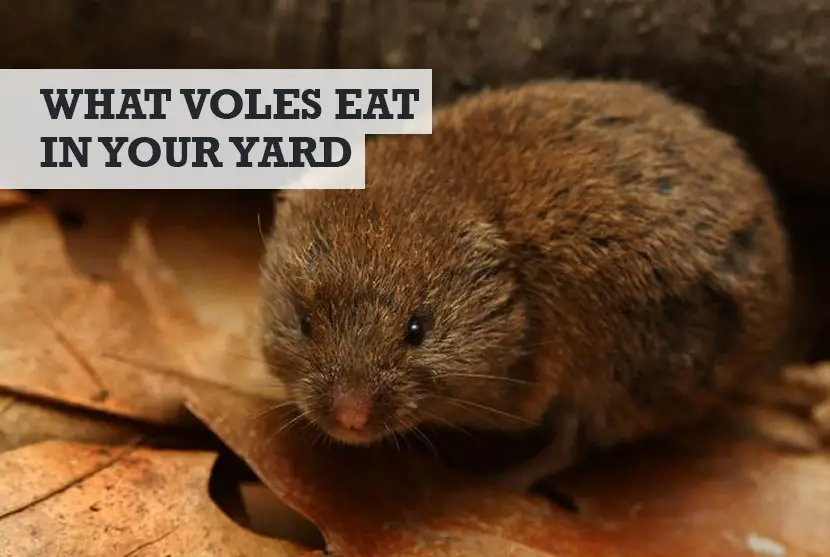 What Do Voles Eat in Your Yard