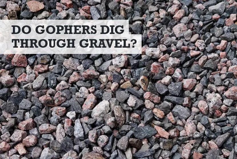 Can Gophers Dig Through Gravel