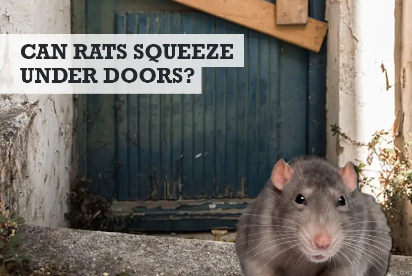 can rats squeeze under doors
