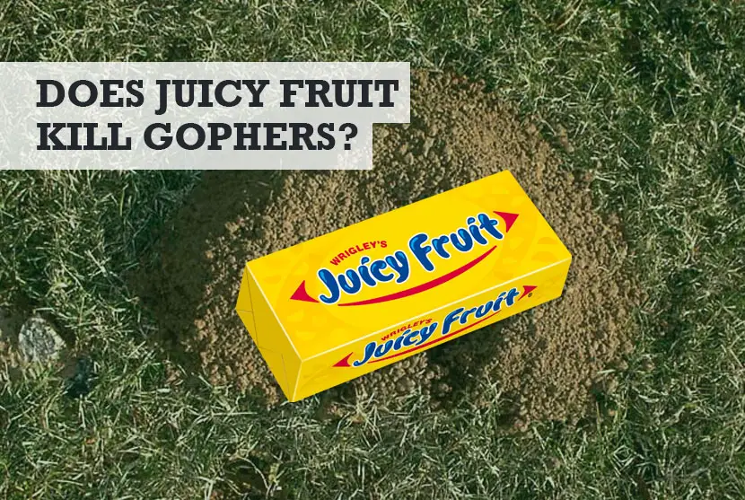 Does Juicy Fruit Kill Gophers