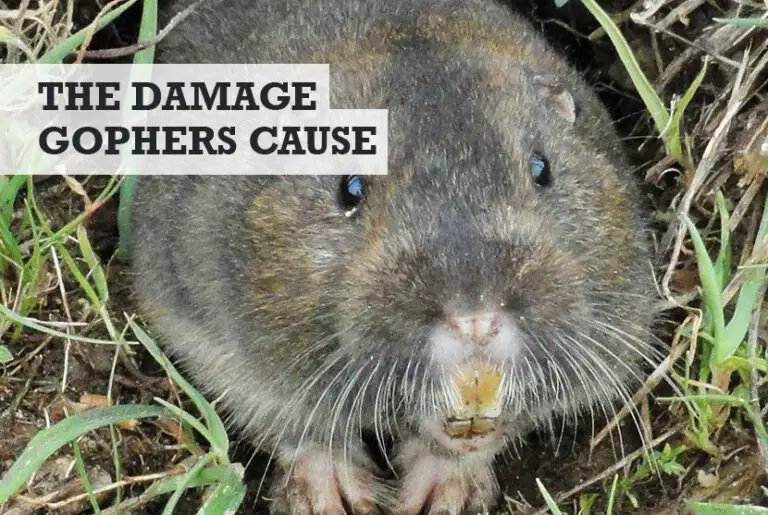 Gopher Holes In Lawn Pictures - chipmunk holes in lawn pictures