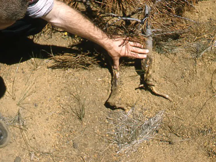 Pocket gopher damage to the roots of a young dead pine tree