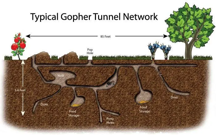 gopher tunnel diagram