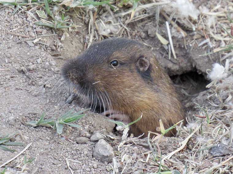 gopher in hole