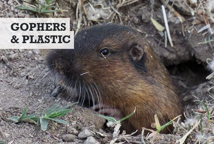 Can gophers chew through plastic