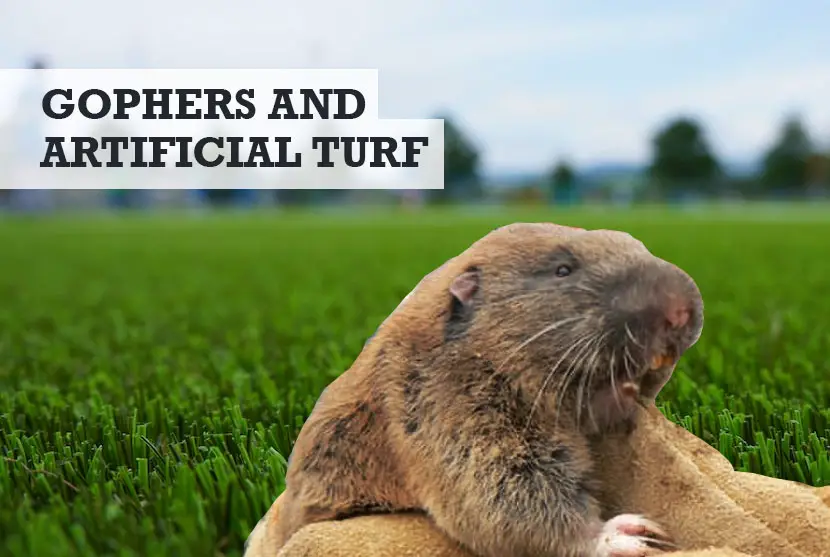 gophers and artificial turf