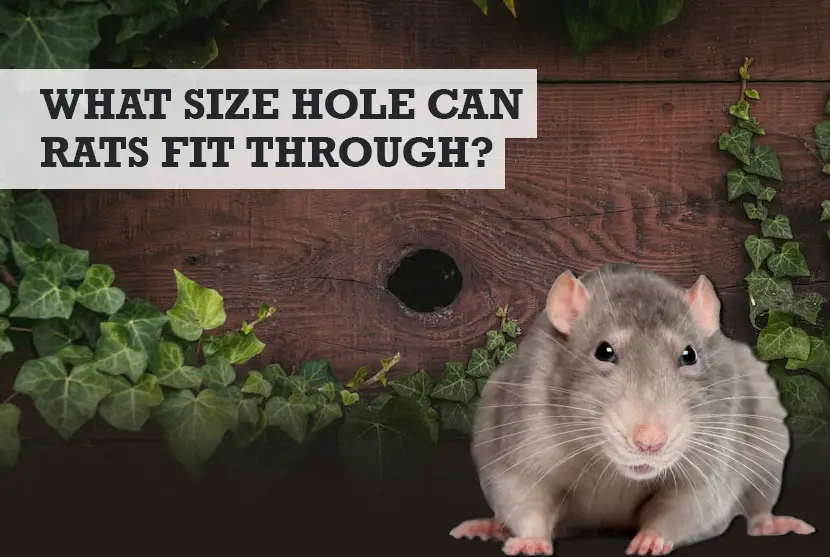 how small of a hole can a rat fit through