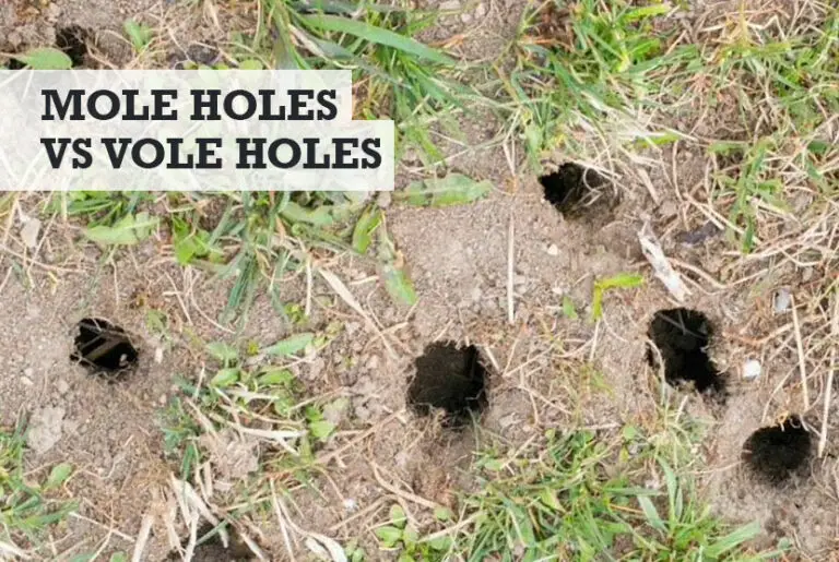 mole-holes-vs-vole-holes-what-s-the-difference