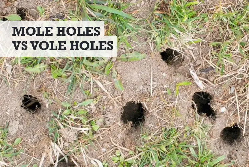 mole holes vs vole holes