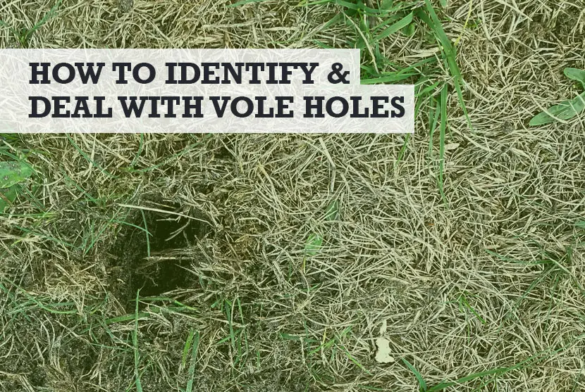 vole holes in yard
