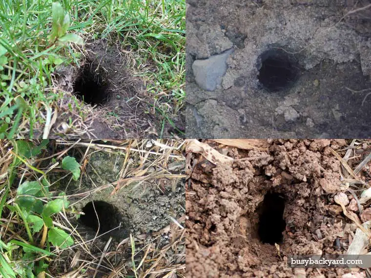 pictures of vole holes in yard