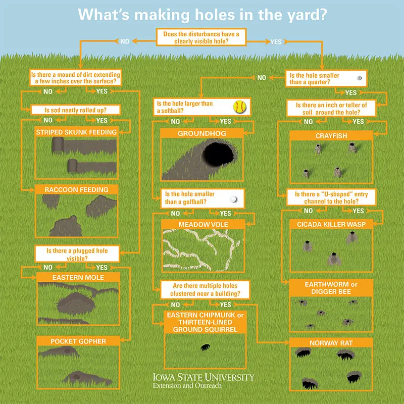 what makes holes in your yard