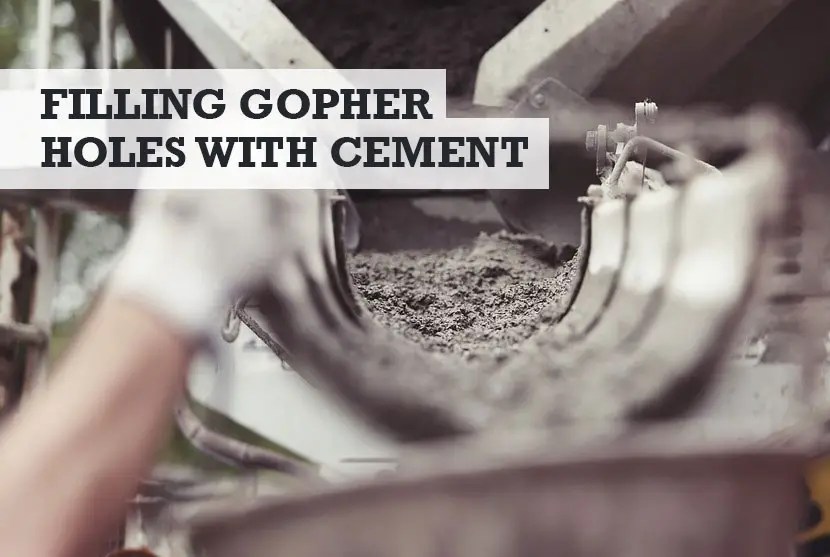 Filling Gopher Holes with Cement