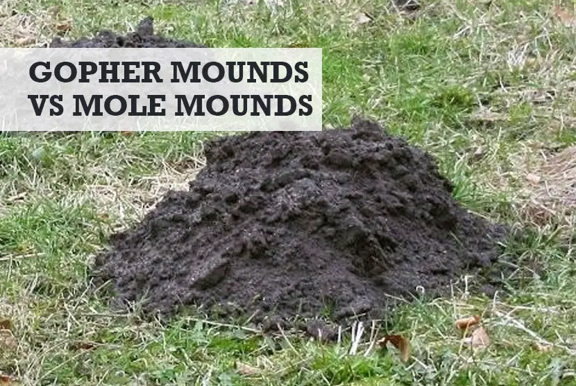 Gopher Mounds vs Mole Mounds