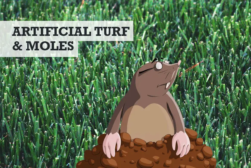 Moles under artificial turf